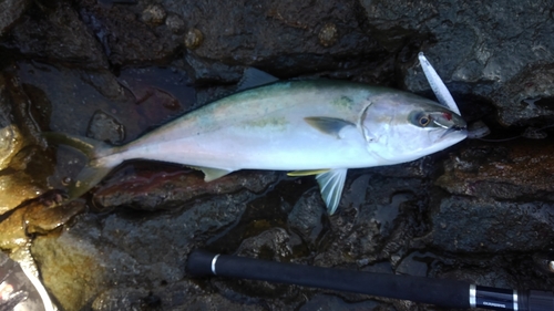 ヒラマサの釣果