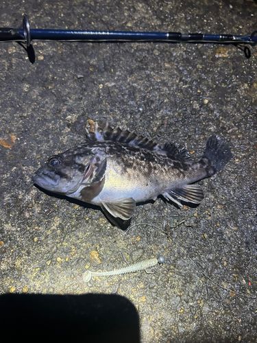 クロソイの釣果