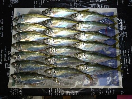 マアジの釣果