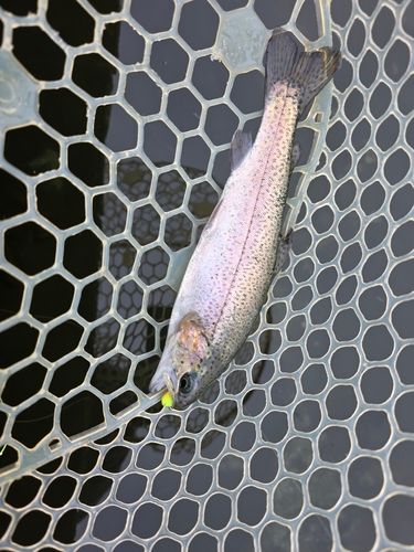 トラウトの釣果