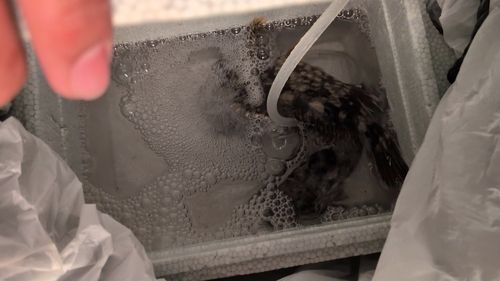 シーサイドコスモ釣り解放区