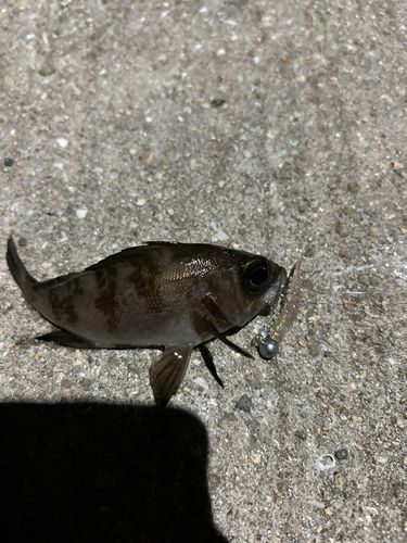 警固屋中学校前