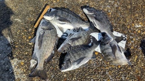 チヌの釣果