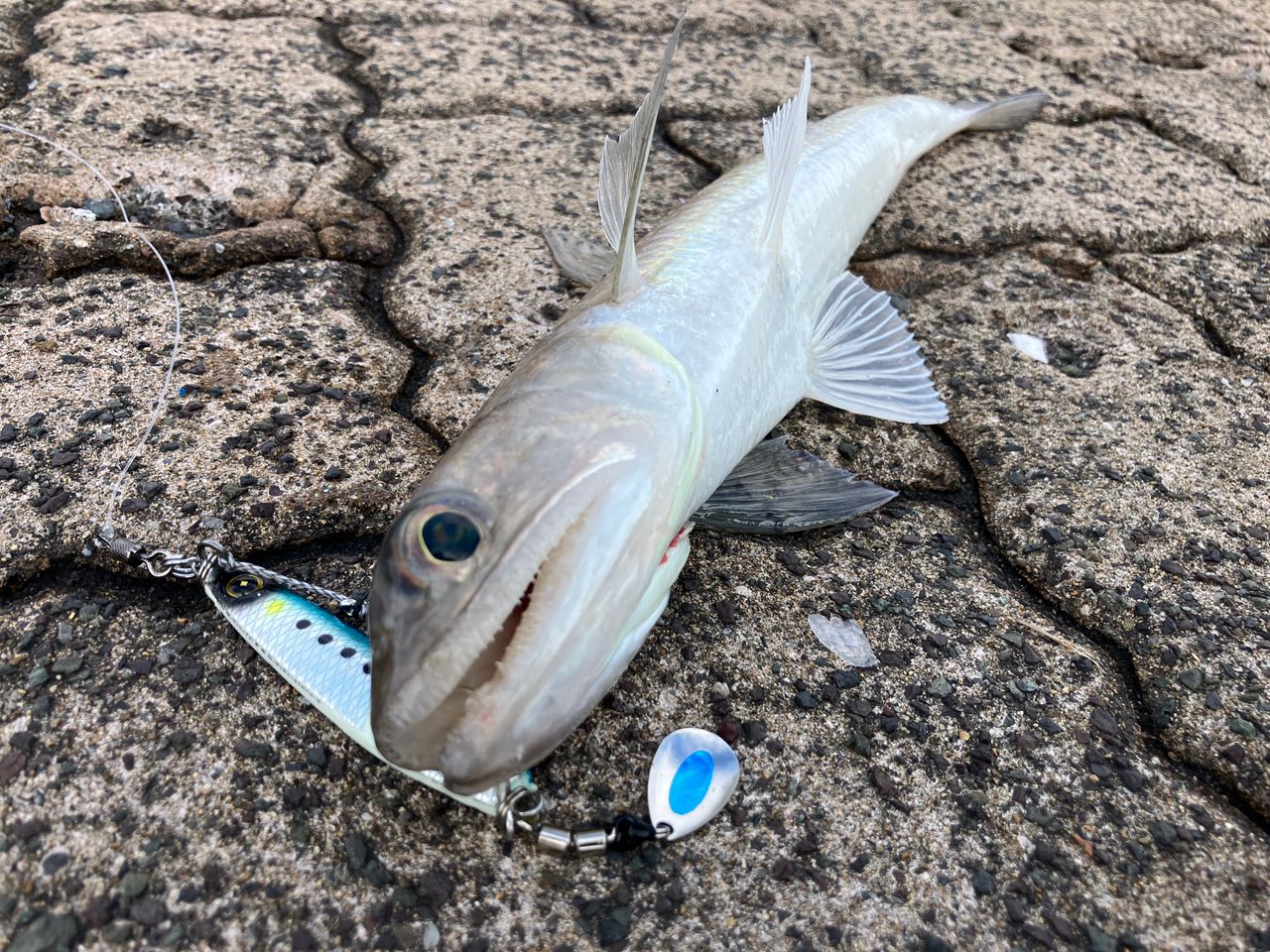 SHIMANO 19コルトスナイパー SS S100MHの最安値・インプレ・釣果