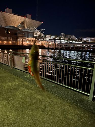 有明西ふ頭公園