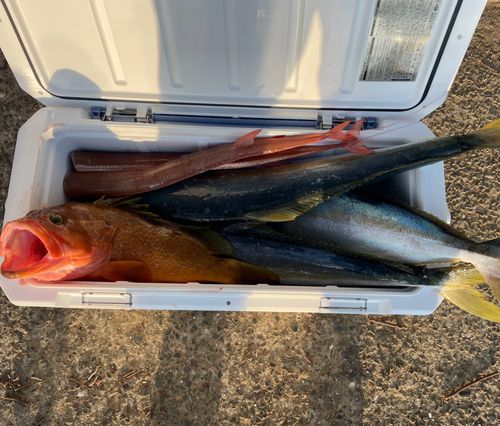 ヒラマサの釣果