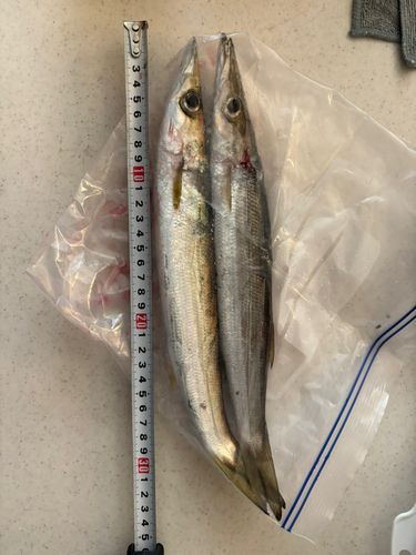 アカカマスの釣果