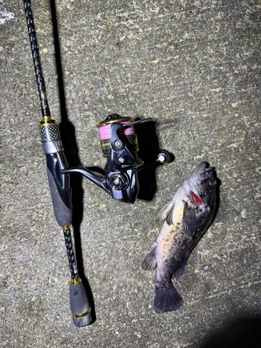 クロソイの釣果