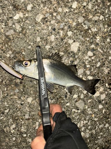 セイゴ（マルスズキ）の釣果