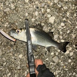 セイゴ（マルスズキ）