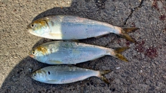 コノシロの釣果