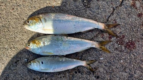 コノシロの釣果