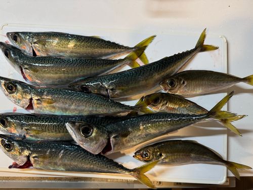 サバの釣果