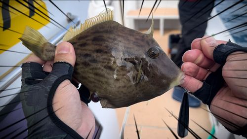 カワハギの釣果