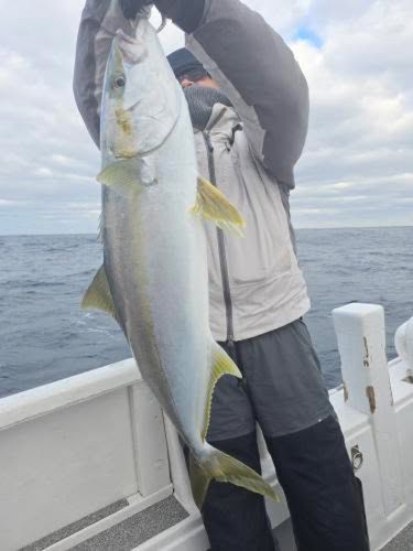 ヒラマサの釣果