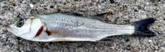 セイゴ（タイリクスズキ）の釣果