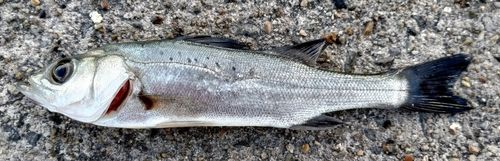 セイゴ（タイリクスズキ）の釣果