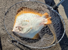 エイの釣果