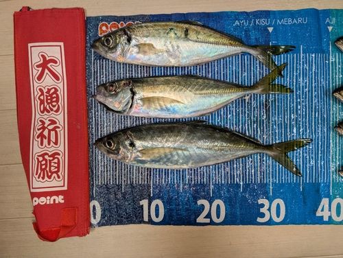 マアジの釣果