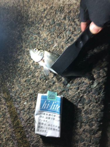 セイゴ（マルスズキ）の釣果