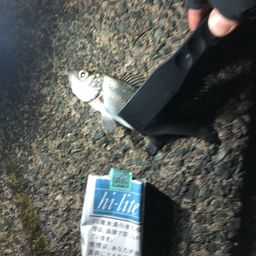 セイゴ（マルスズキ）