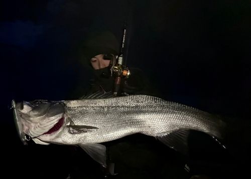 ヒラスズキの釣果