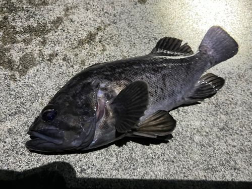 クロソイの釣果