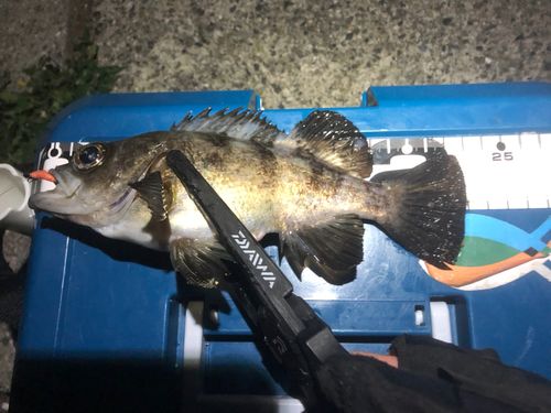 クロメバルの釣果