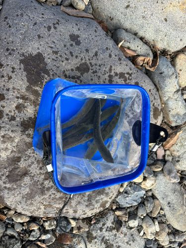 カワハギの釣果