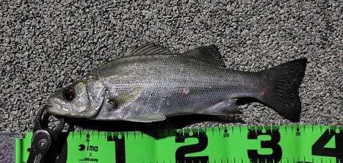 セイゴ（ヒラスズキ）の釣果