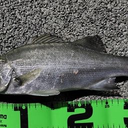 セイゴ（ヒラスズキ）