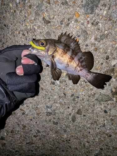 メバルの釣果