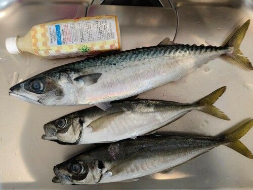 サバの釣果