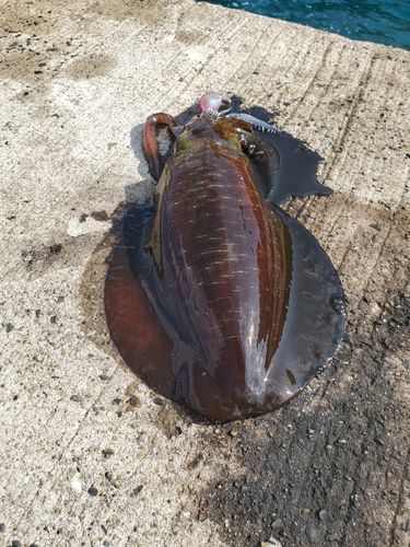 アオリイカの釣果