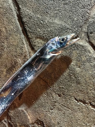 タチウオの釣果