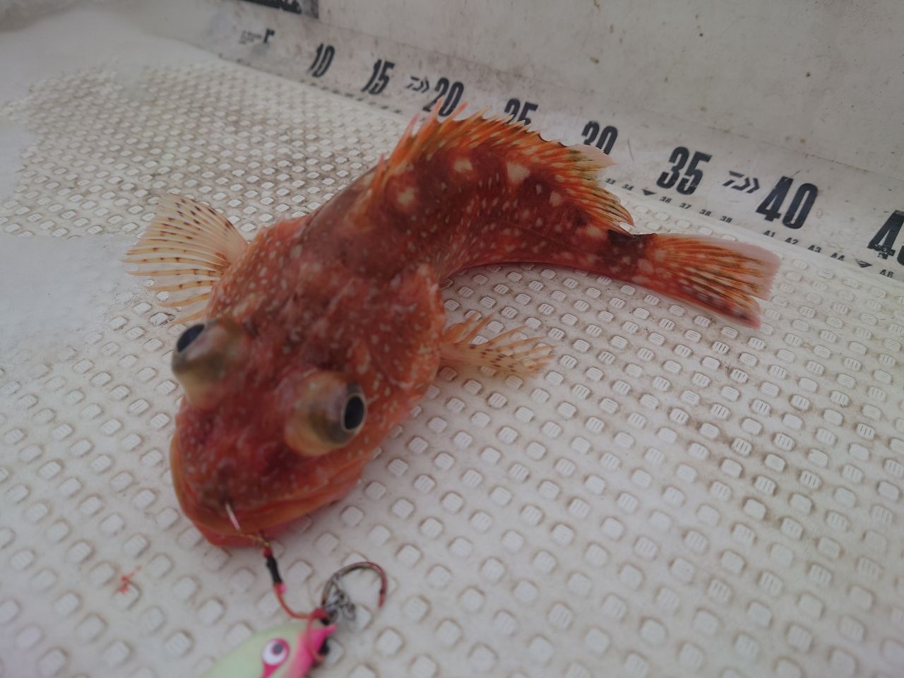 ウッカリカサゴ