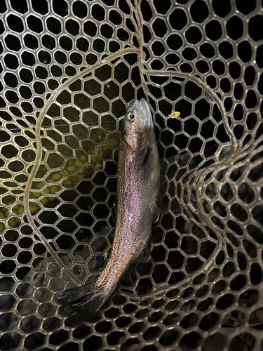 ベリーパーク in FISH ON! 王禅寺