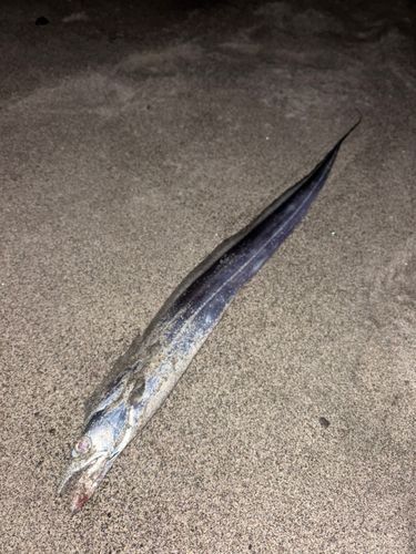 タチウオの釣果