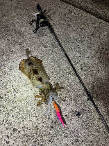 アオリイカの釣果
