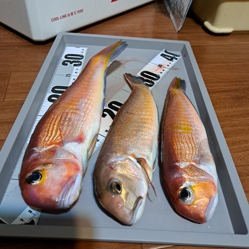 アマダイの釣果