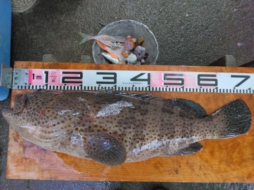 チャイロマルハタ