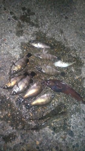 クロメバルの釣果