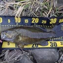 スモールマウスバス