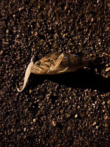 クロソイの釣果