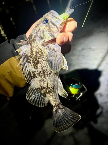 クロソイの釣果