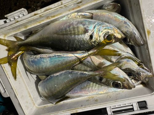 マアジの釣果