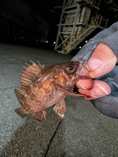 アカメバルの釣果