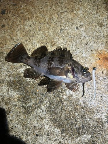 シロメバルの釣果