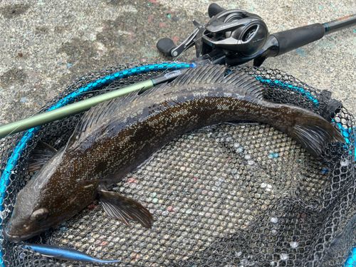 アイナメの釣果