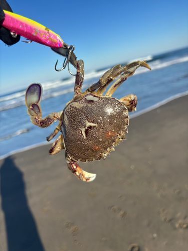 ワタリガニの釣果